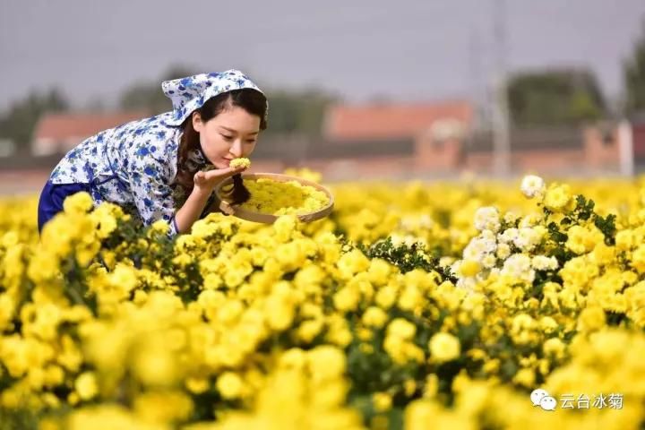 云臺(tái)冰菊基地發(fā)生了什么？一批批領(lǐng)導(dǎo)專家團(tuán)隊(duì)前來(lái)！